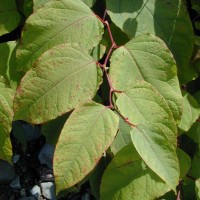 Giant Knotweed